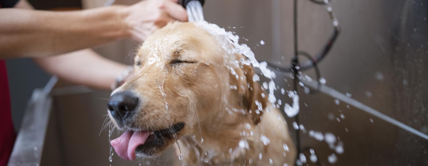 Dog getting washed with water in a dog wash